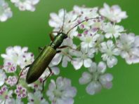 Chrysanthia nigricornis