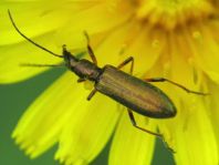 Chrysanthia nigricornis
