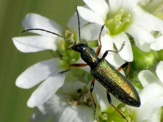 Chrysanthia nigricornis