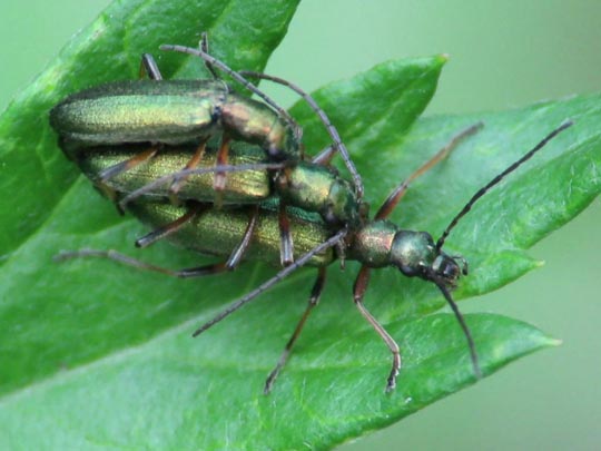 Chrysanthia nigricornis