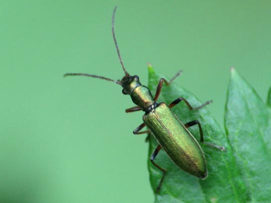 Chrysanthia nigricornis