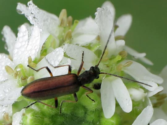 Chrysanthia nigricornis