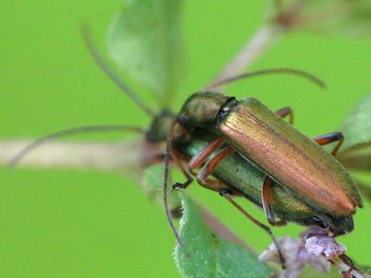 Chrysanthia nigricornis