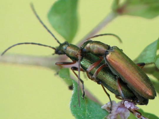 Chrysanthia nigricornis