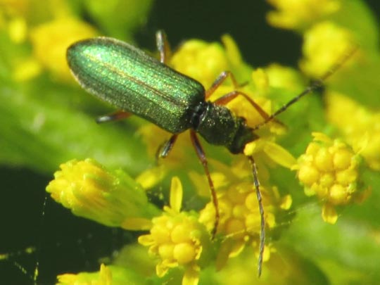 Chrysanthia nigricornis