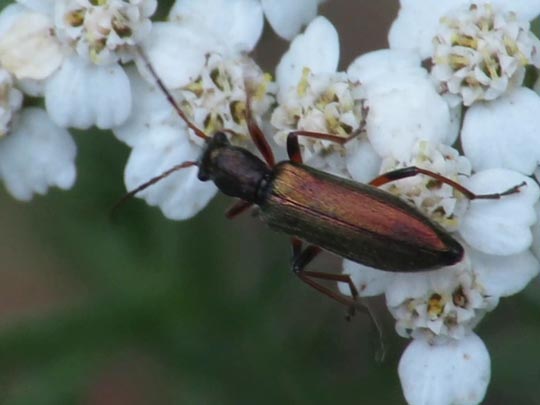 Chrysanthia nigricornis