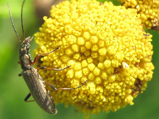 Chrysanthia nigricornis