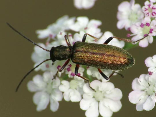 Chrysanthia nigricornis