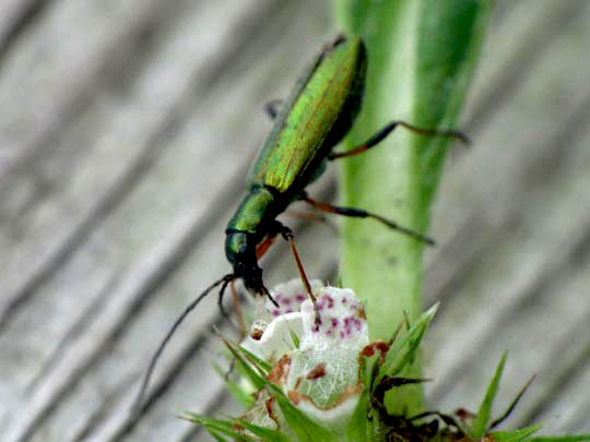 Chrysanthia nigricornis