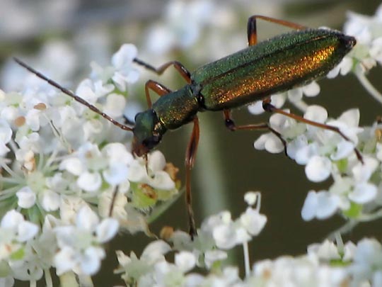 Chrysanthia nigricornis