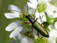 Chrysanthia nigricornis