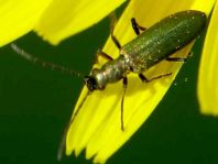 Chrysanthia nigricornis