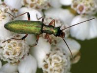Chrysanthia nigricornis