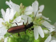 Chrysanthia nigricornis