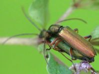 Chrysanthia nigricornis
