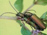 Chrysanthia nigricornis