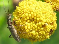 Chrysanthia nigricornis