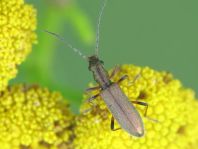 Chrysanthia nigricornis