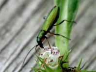 Chrysanthia nigricornis