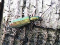 Chrysanthia nigricornis