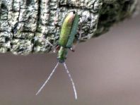 Chrysanthia nigricornis
