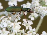 Chrysanthia nigricornis