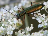 Chrysanthia nigricornis
