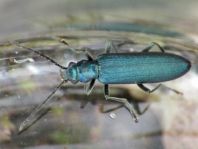 Ischnomera