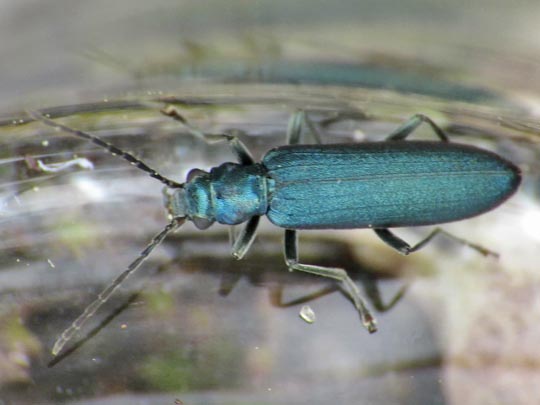Ischnomera sp.