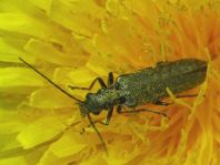 Oedemera virescens