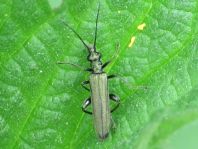 Oedemera