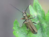 Oedemera flavipes