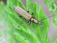 Oedemera flavipes