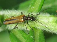 Oedemera femorata, Gemeiner Scheinbockkäfer