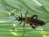 Oedemera femorata, Gemeiner Scheinbockkäfer