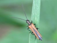 Oedemera femorata, Gemeiner Scheinbockkäfer