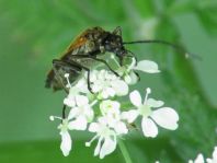 Oedemera femorata, Gemeiner Scheinbockkäfer