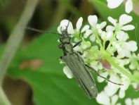 Oedemera