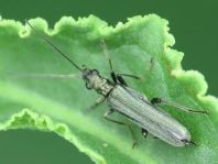 Oedemera
