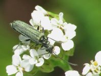 Oedemera