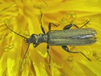 Oedemera virescens