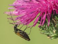 Oedemera femorata, Gemeiner Scheinbockkäfer