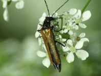 Oedemera femorata, Gemeiner Scheinbockkäfer