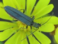 Oedemera