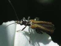 Oedemera femorata, Gemeiner Scheinbockkäfer