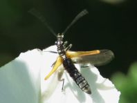 Oedemera femorata, Gemeiner Scheinbockkäfer