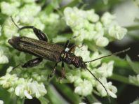 Oedemera flavipes