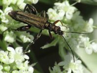 Oedemera flavipes