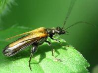 Oedemera femorata, Gemeiner Scheinbockkäfer