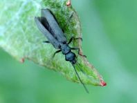 Oedemera lurida